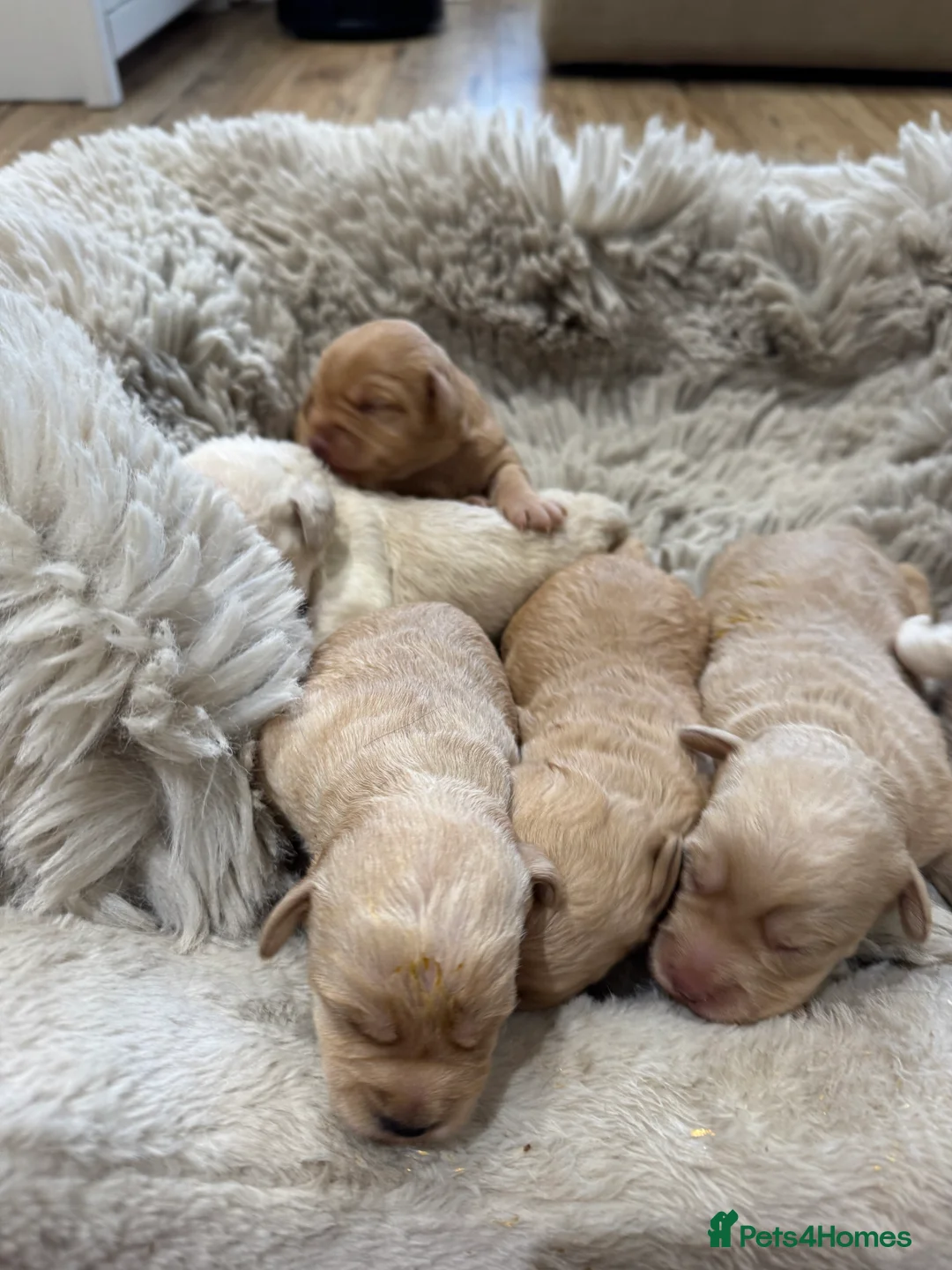 Cockapoo dogs for sale: Beautiful healthy cockapoo - Advert 5