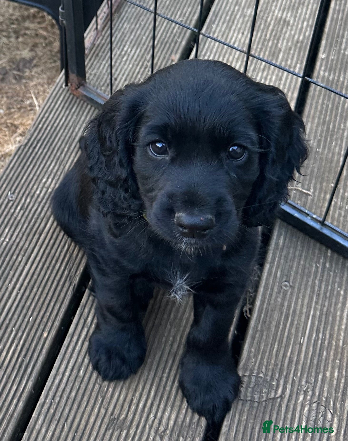 Cocker Spaniel dogs Beautiful KC Reg. Working Cocker Spaniel Puppies - Advert 2