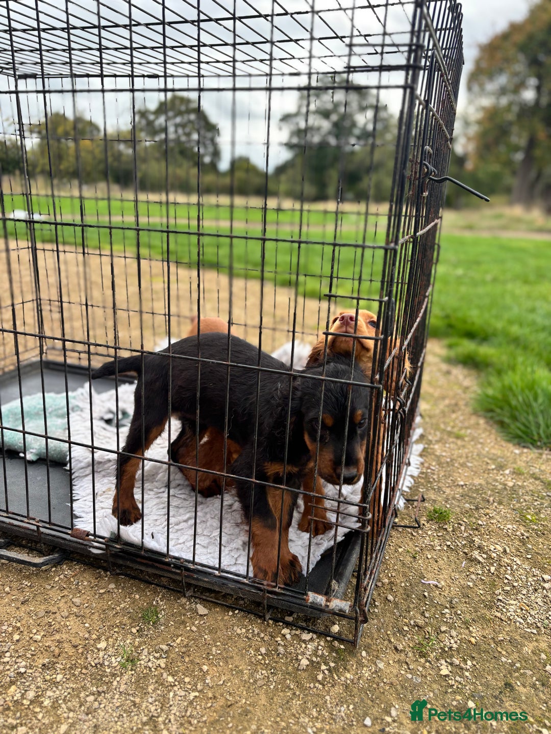 Cocker Spaniel dogs for sale: Working cocker spaniel - champion bloodlines  - Image 29