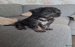 Jackapoo dogs for sale: Jackapoo Puppy  - Image 1