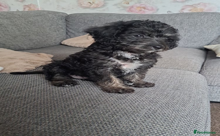 Jackapoo dogs - Advert 9