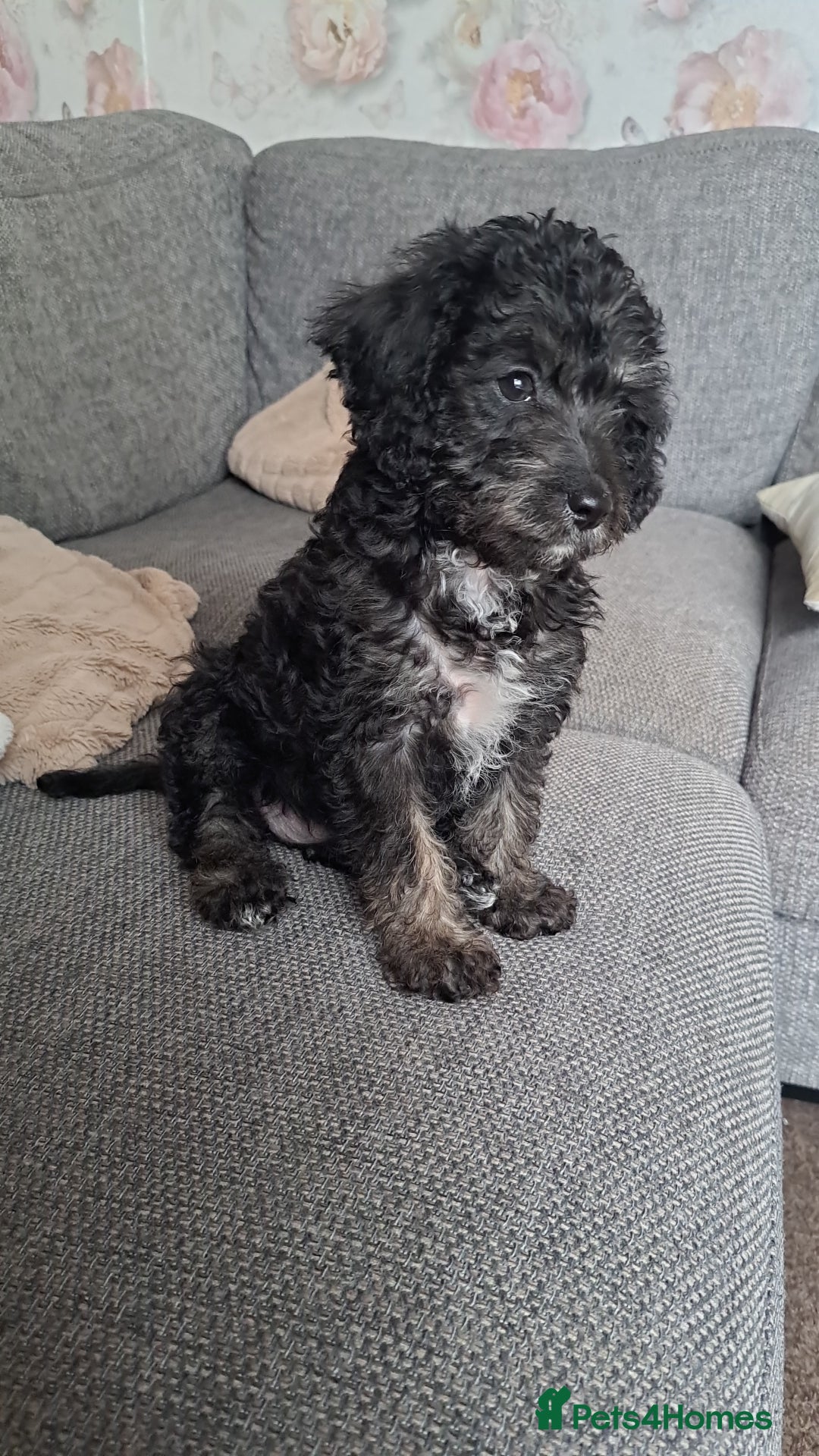 Jackapoo dogs for sale: Jackapoo Puppy  - Image 1