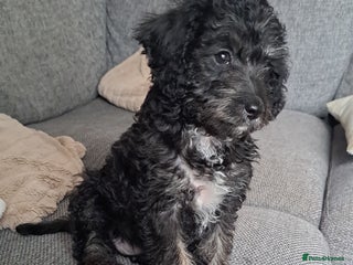 Jackapoo dogs - Advert 1