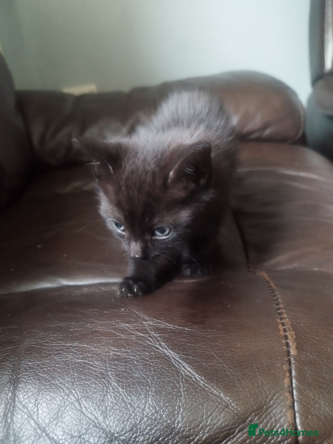 Mixed Breed cats for sale: Kittens  - Advert 2