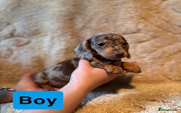 Miniature Dachshund dogs for sale: Miniature dachshunds  - Image 2