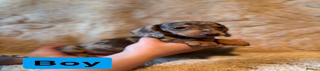 Miniature Dachshund Puppy 2