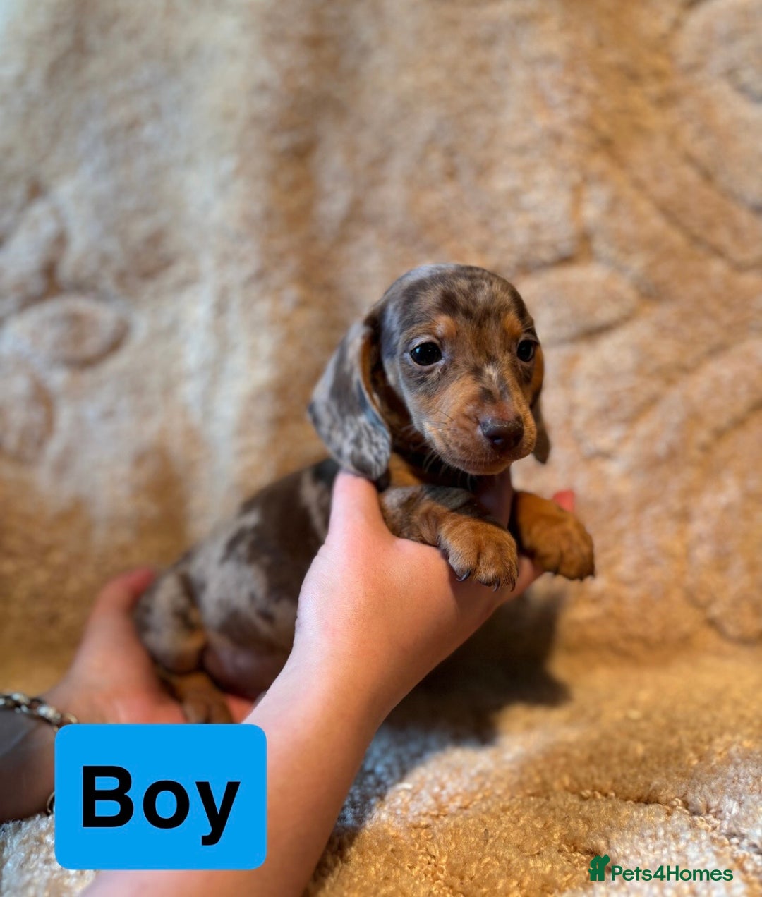 Miniature Dachshund dogs for sale: Miniature dachshunds  - Image 2