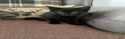 Mixed Breed cats for sale: 4 beautiful Kittens - Advert 9