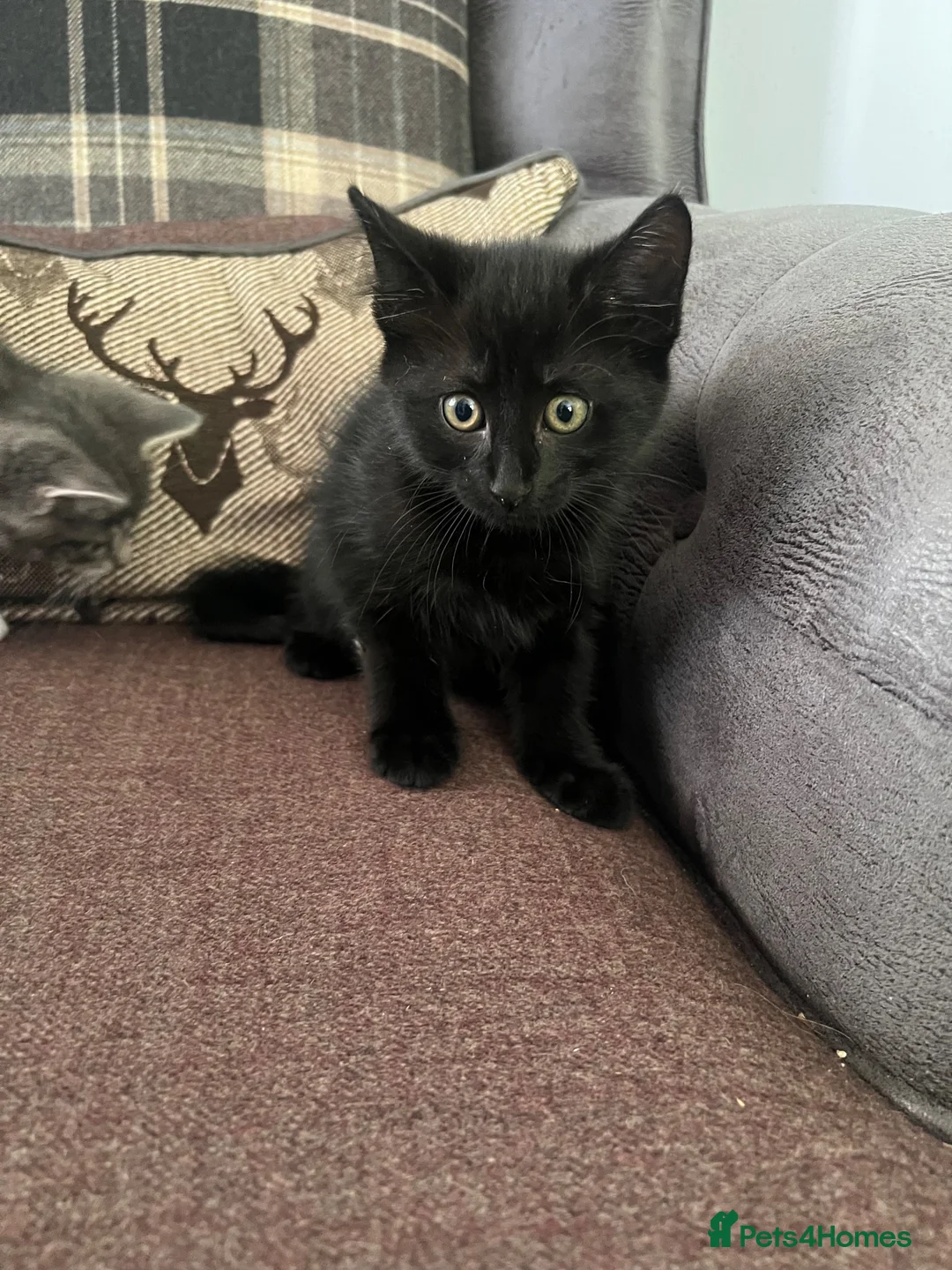 Mixed Breed cats for sale: 4 beautiful Kittens - Advert 9