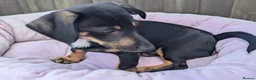 Mixed Breed dogs for sale: Unique Litter Miniature Dachshund & "Dameranian" - Advert 6
