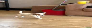 Cocker Spaniel 1