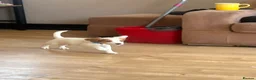 Cocker Spaniel dogs for sale: Kc registered cocker spaniel puppies in Gillingham - Advert 3