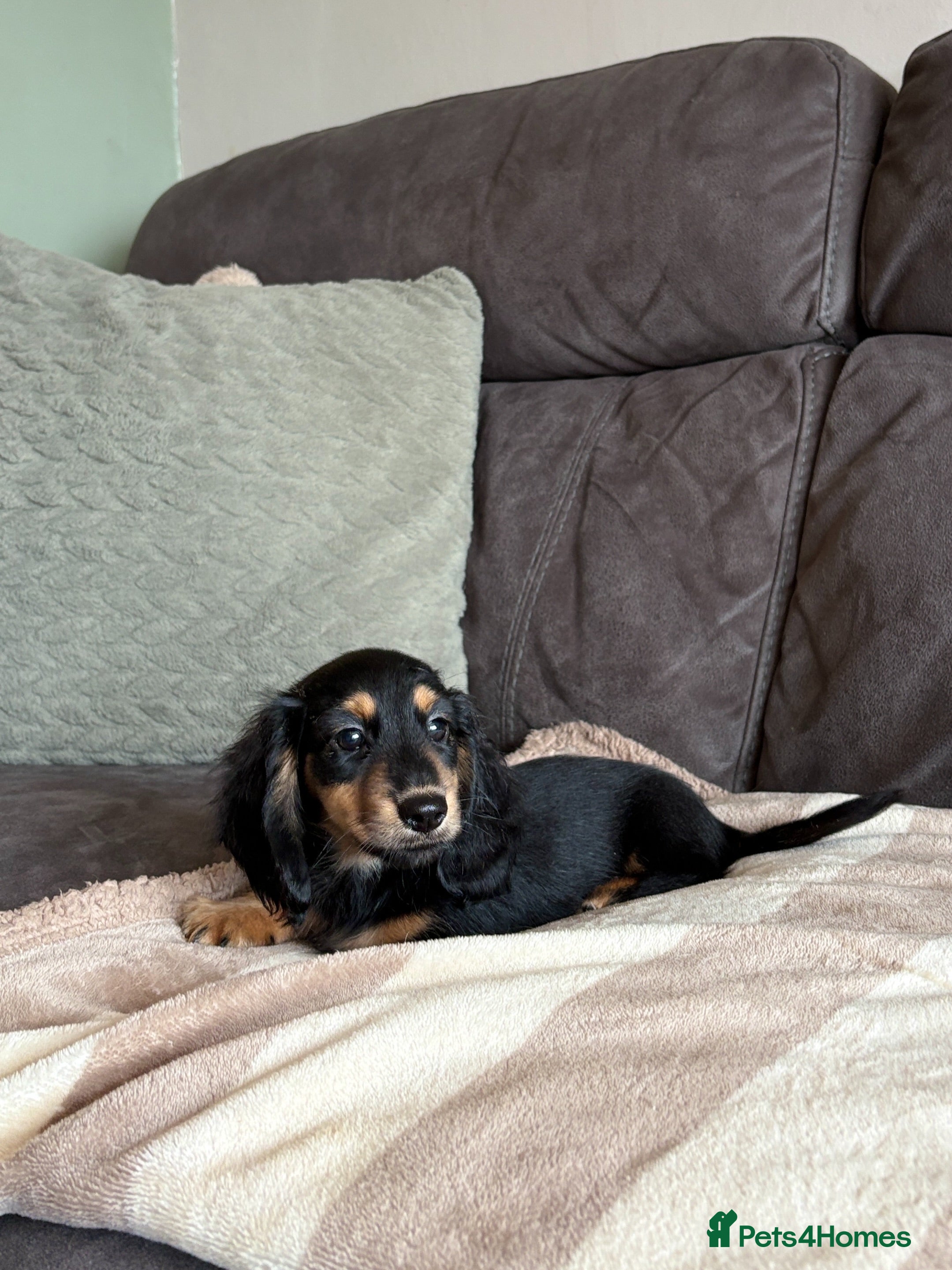 Miniature Dachshund dogs     Exceptional KC Long Haired Mini Dachshunds🤍 - Advert 2
