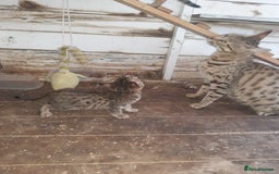 Savannah cats for sale: Savanna kittens  - Image 3