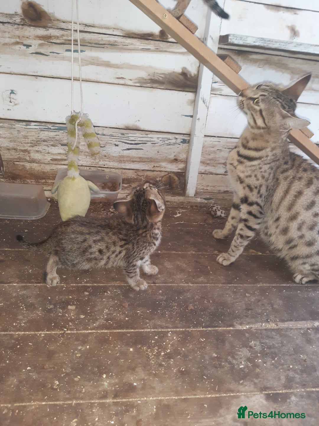 Savannah cats for sale: Savanna kittens  - Image 3