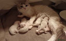 Ragdoll cats for sale: Ragdoll kittens  - Image 10