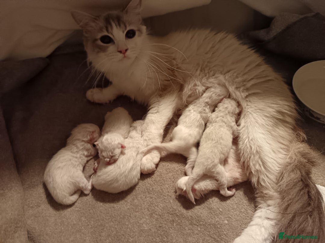 Ragdoll cats for sale: Ragdoll kittens  - Image 10
