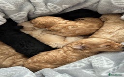 Toy Poodle dogs for sale: Toy poodles (5 girls and 2 boys) - Image 18