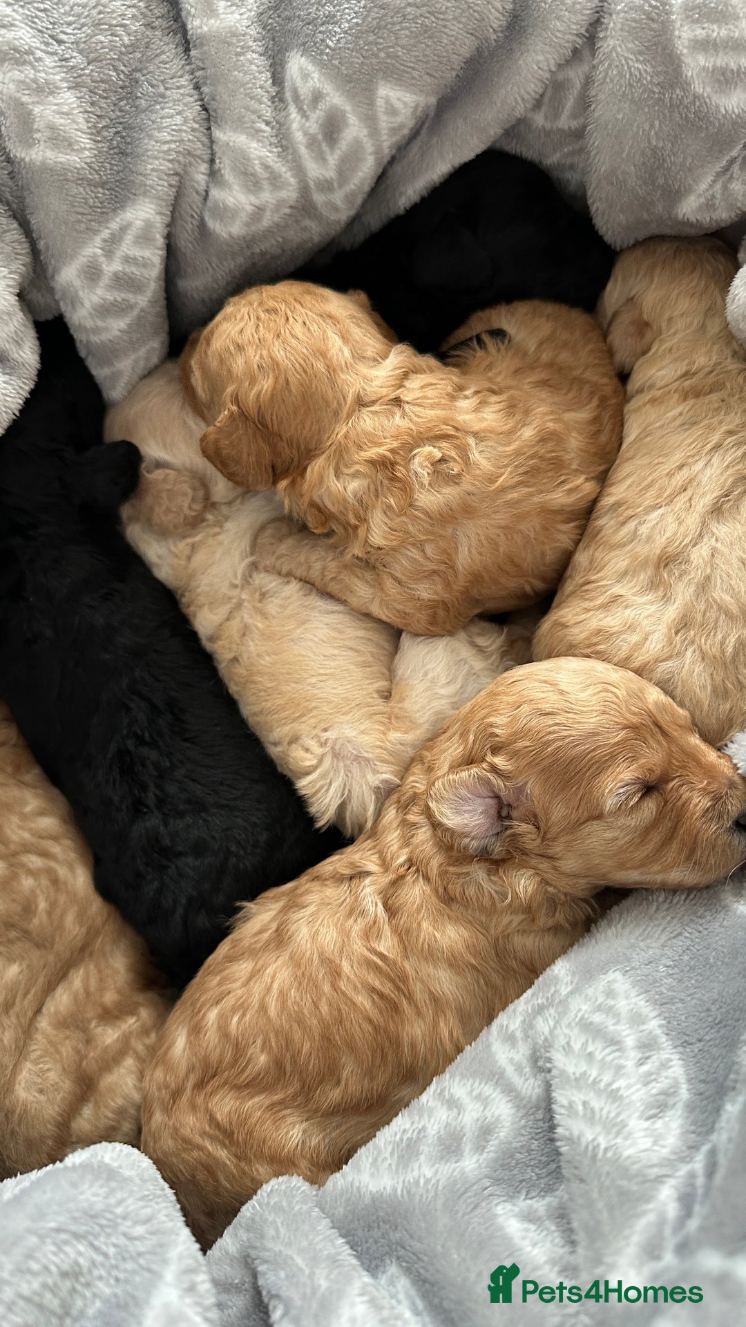 Toy Poodle dogs for sale: Toy poodles (5 girls and 2 boys) - Image 18