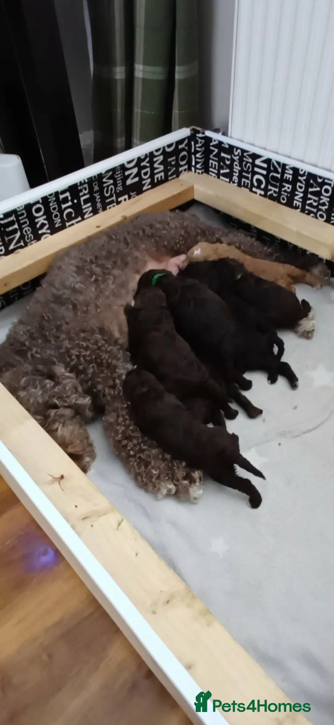 Sproodle dogs for sale: Sproodle puppies for sale - Advert 2