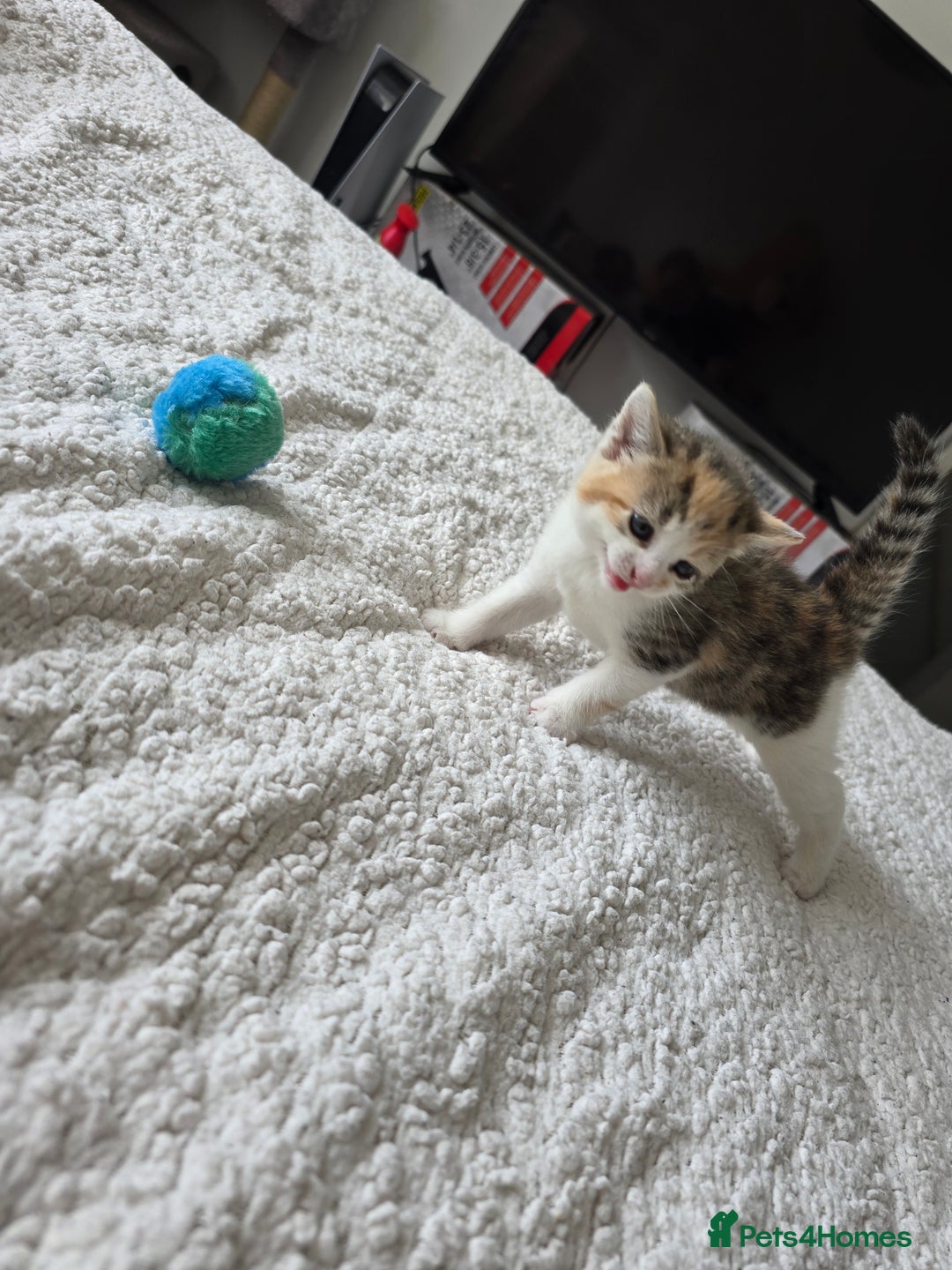 British Shorthair cats for sale: 🐱Four  Sisters Looking for Their Forever Homes!  - Image 16