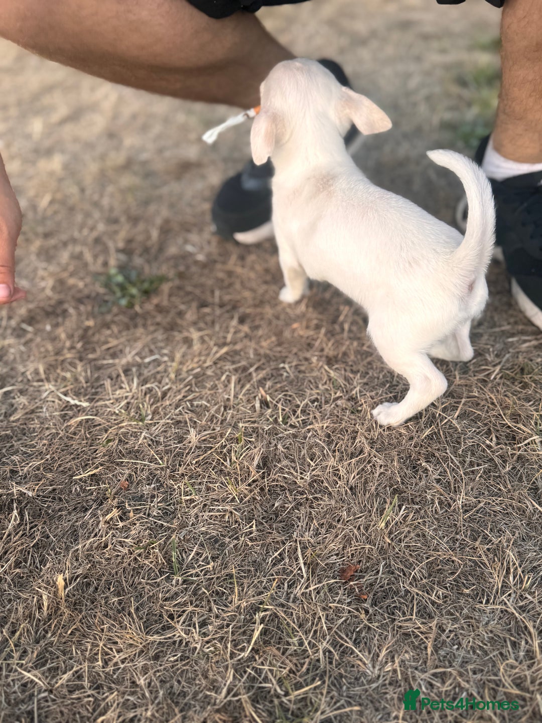 Chihuahua dogs for sale: Beautiful white short coat male Chihuahua  - Image 4