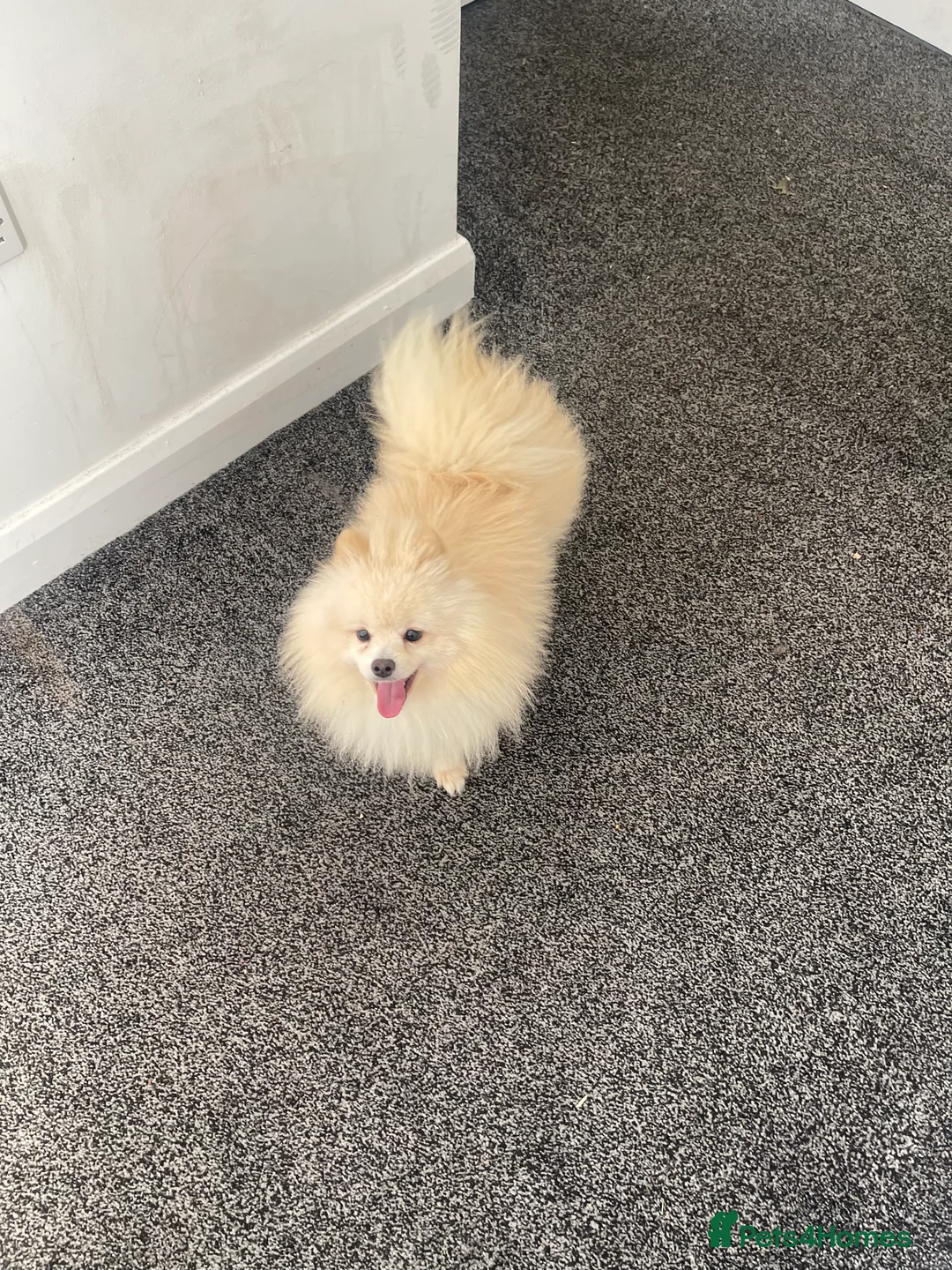 Pomeranian dogs for sale: Pomeranian puppy Male white - Advert 6