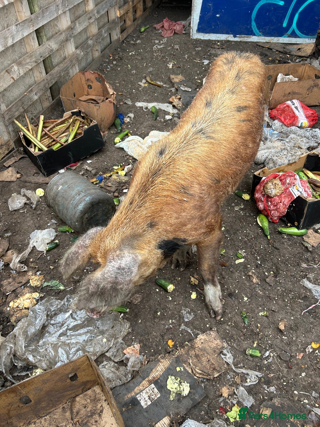 Pig livestock for sale: Tamsworth bore - Image 6