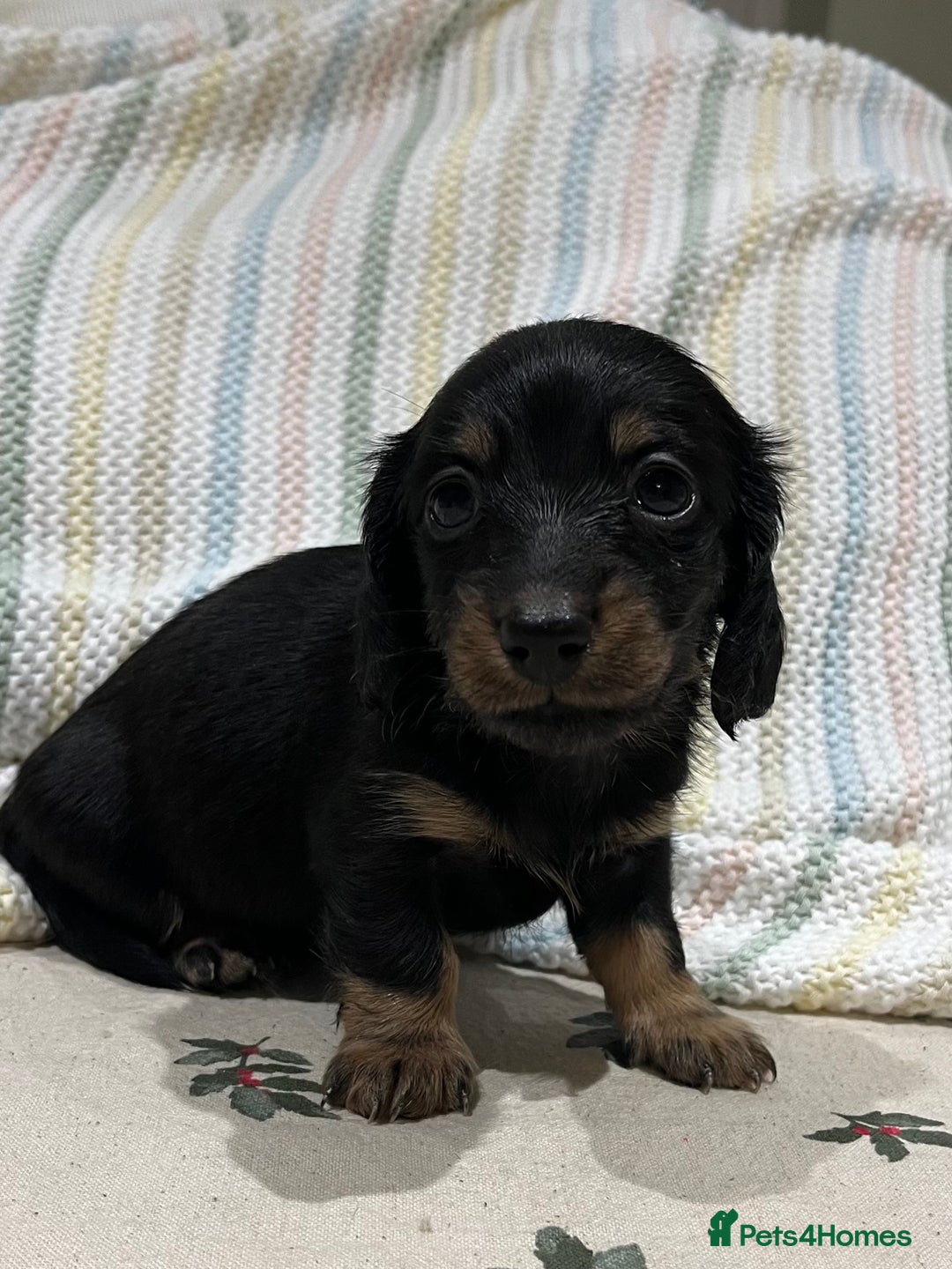 Miniature Dachshund dogs for sale: Ready to leave Mini long hair dachshund pups  - Advert 19
