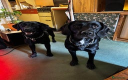 Labrador Retriever dogs for sale: Lab pups x9. - Image 4