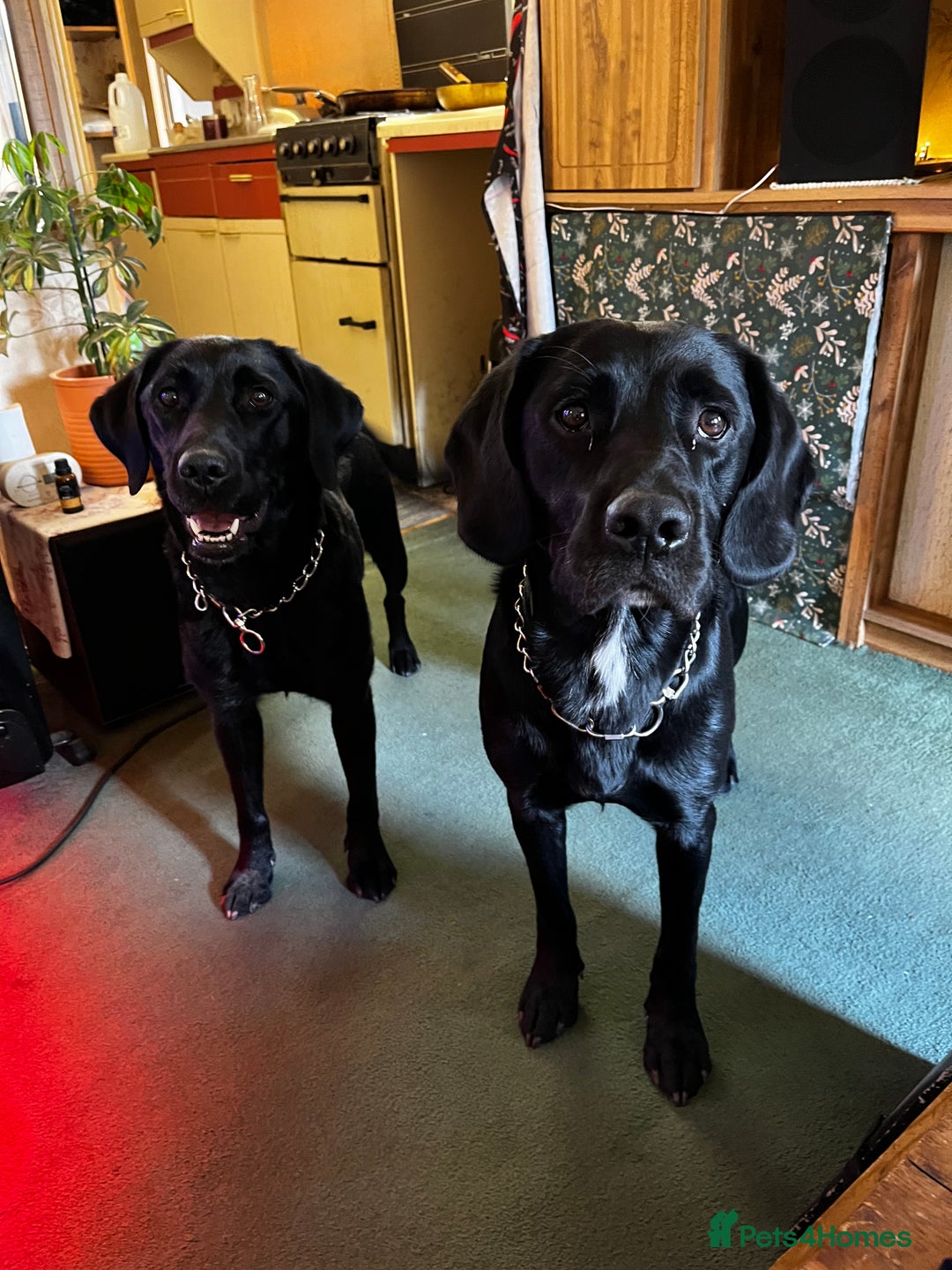 Labrador Retriever dogs for sale: Lab pups x9. - Image 4