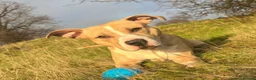 Mixed Breed dogs for stud: FOR STUD in Perth - Advert 2