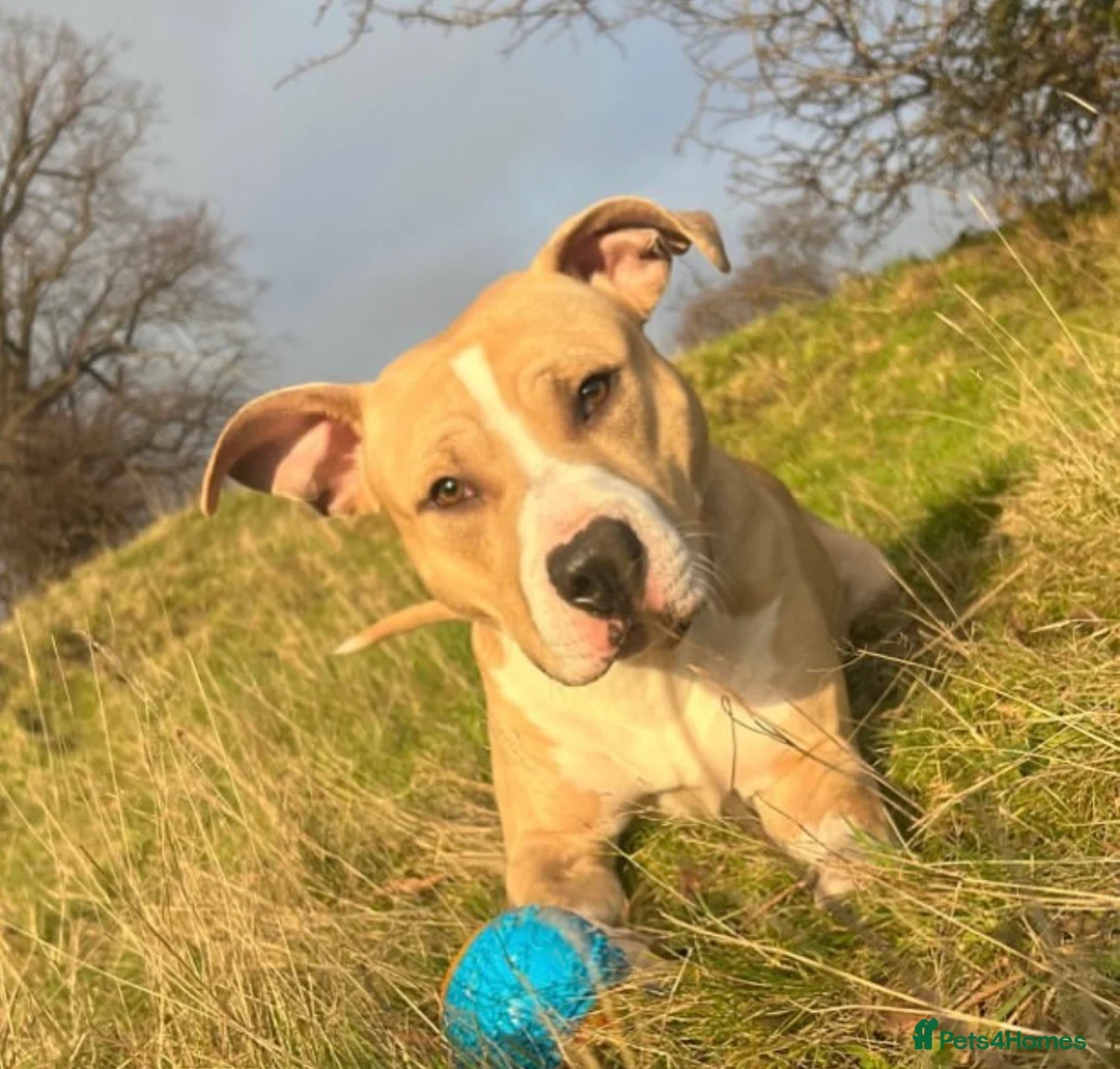 Mixed Breed dogs for stud: FOR STUD in Perth - Advert 2
