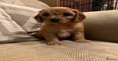 Cavapoo dogs - Advert 6