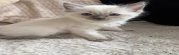Ragdoll cats for sale: Blue point ragdoll kittens  - Advert 9