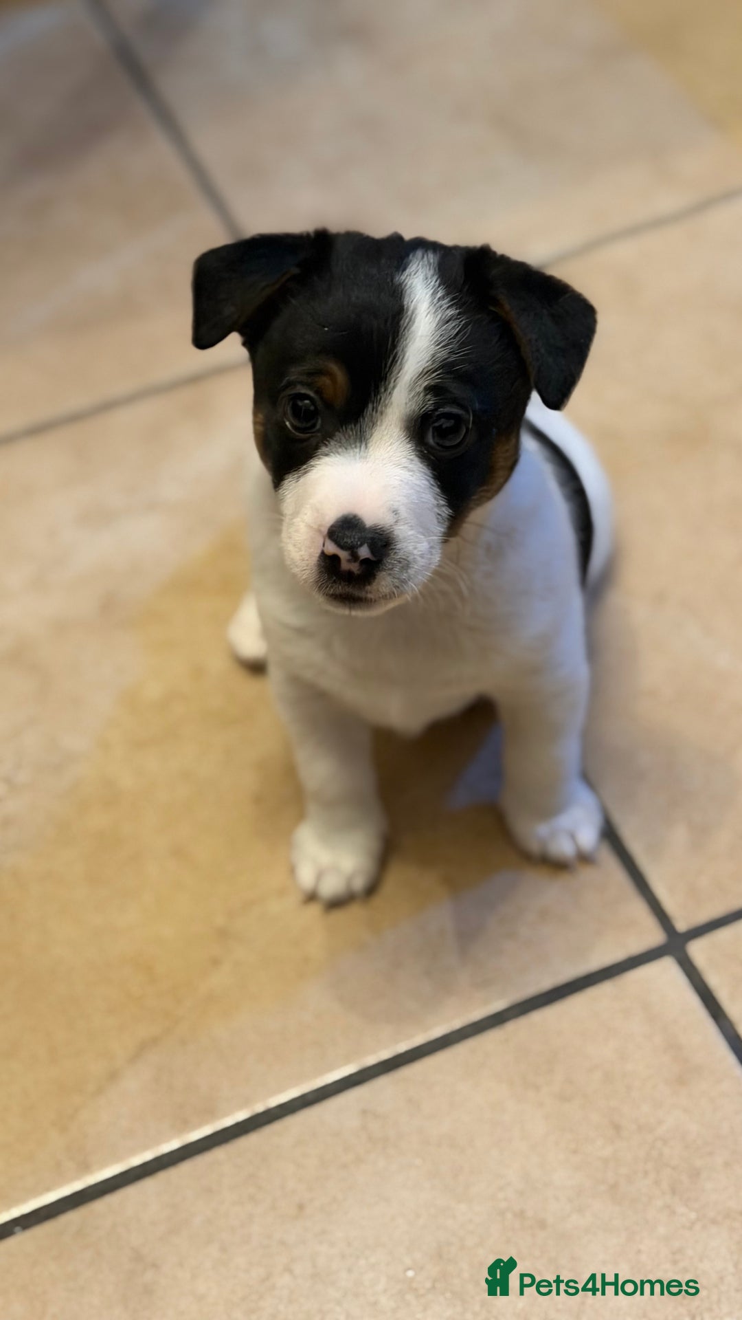 Jack Russell dogs for sale: Male Jack Russell  - Advert 3