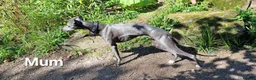 Whippet dogs for sale: KC Whippet Puppies: Champion Bloodlines - Advert 12