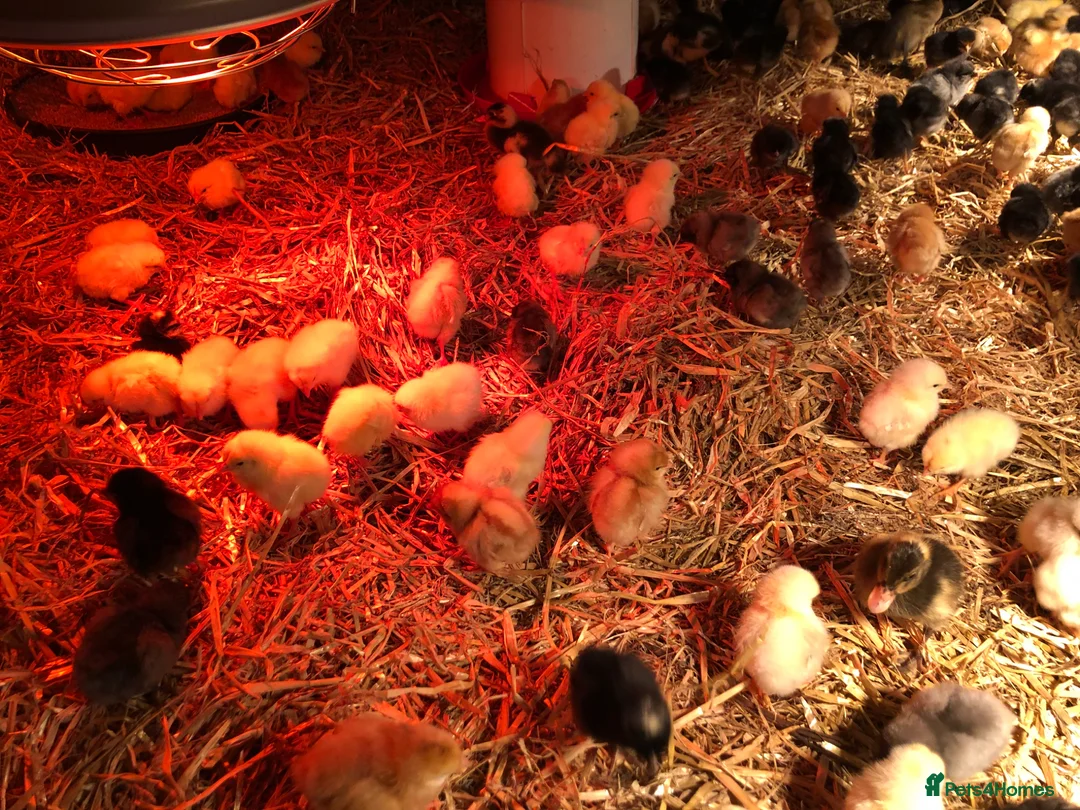 Chickens poultry for sale: Happy healthy sexed pullet chicks - Advert 2