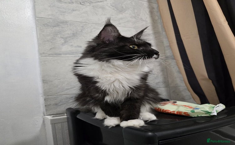 Maine Coon cats - Advert 2