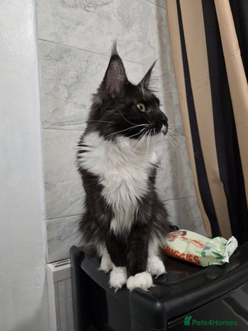 Maine Coon cats - Advert 1