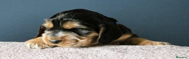 Cocker Spaniel 4