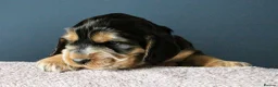 Cocker Spaniel dogs for sale: KC registered show type Cocker spaniel puppies  in Macclesfield - Advert 3