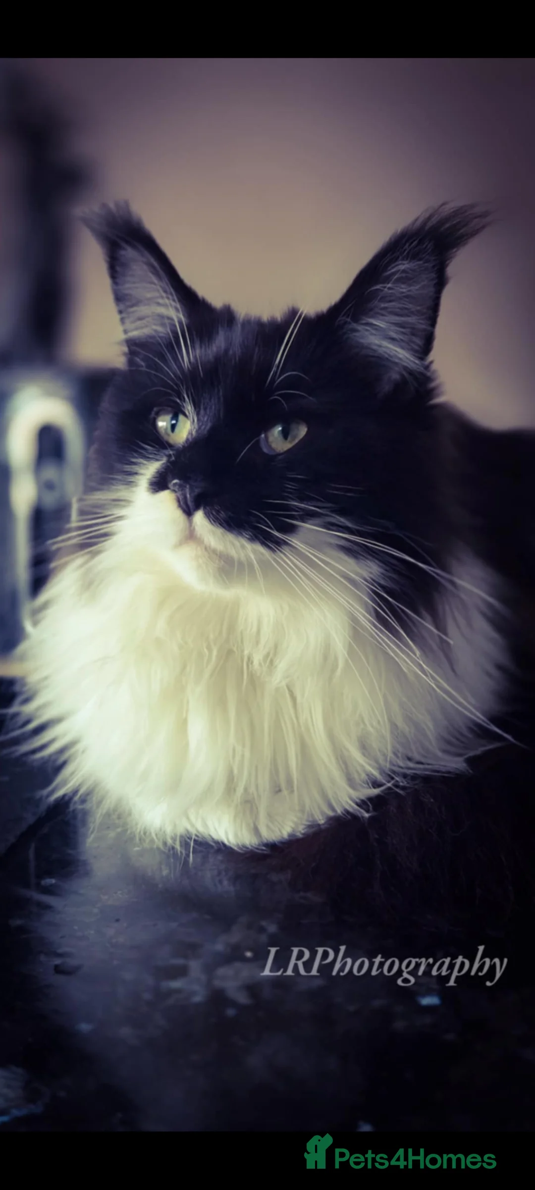 Maine Coon cats for sale: TICA REGISTERED MAINE COON  - Advert 17