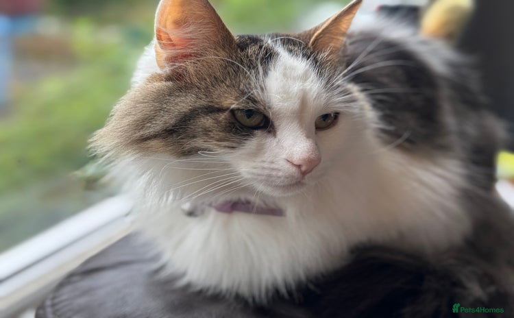 Turkish Van cats - Advert 1