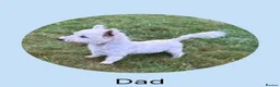 West Highland Terrier dogs for sale: KC Registered West Highand Terriers - Advert 9