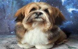 Lhasa Apso dogs for stud: KC reg Gorgeous Lhasa apso(PROVEN) in Irvine - Image 8