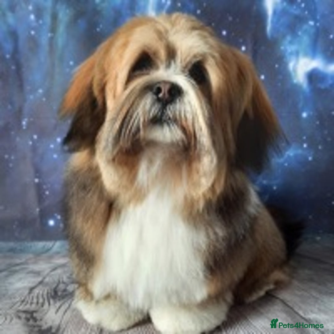 Lhasa Apso dogs for stud: KC reg Gorgeous Lhasa apso(PROVEN) in Irvine - Image 8