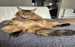 Maine Coon cats for sale: 11 year old Maine coon girl for rehome - Image 4