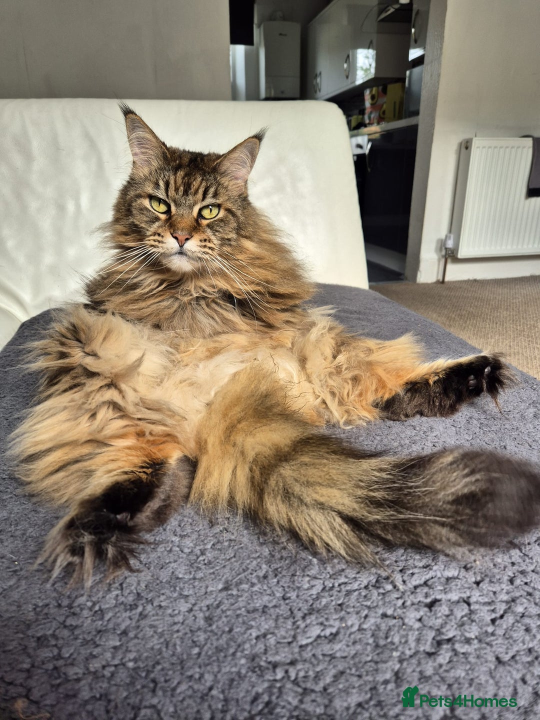 Maine Coon cats for sale: 11 year old Maine coon girl for rehome - Image 4