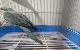 Parakeets birds for sale: Males and females DNA tested Quaker parrots babies - Image 7